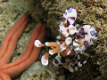   Harlequin Clown Shrimp Playa Coco Costa Rica. Taken Canon G7 Rica  
